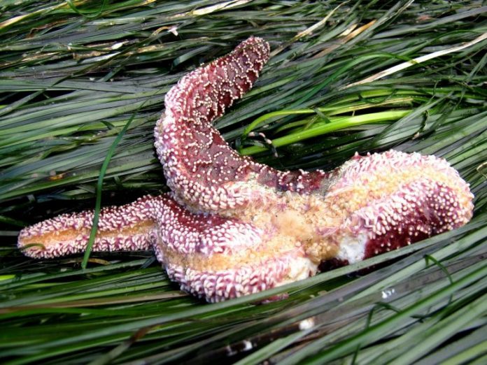 Sea Star Wasting Disease Densovirus