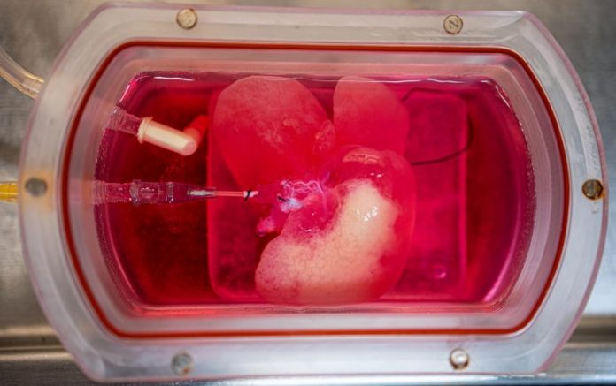 Lab-Grown Mini Liver in a Bioreactor