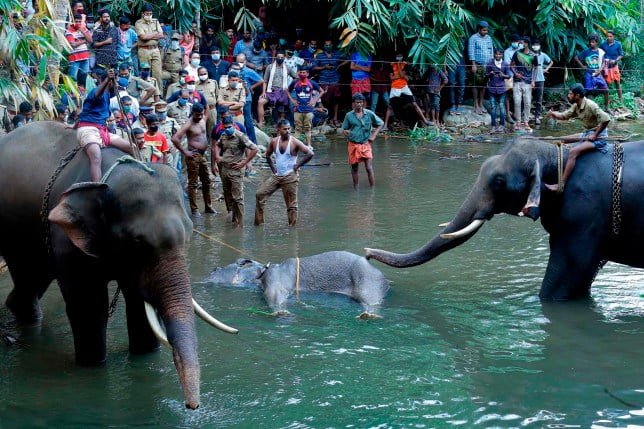 This photograph taken on May 27, 2020 shows policemen and onlookers standing on the banks of the Velliyar River in Palakkad district of Kerala state as a dead wild elephant (C), which was pregnant, is retrieved following injuries caused when locals fed the elephant a pineapple filled with firecrackers as it wondered into a village searching for food. (Photo by STR / AFP) (Photo by STR/AFP via Getty Images)