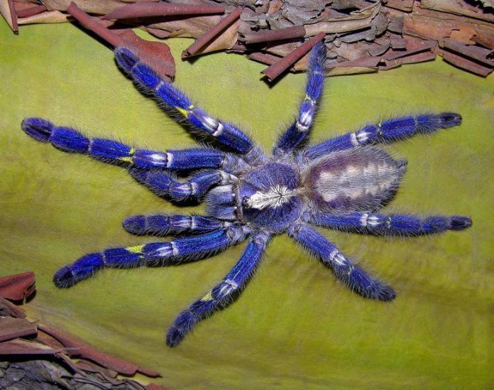 Peacock Tarantula Spider