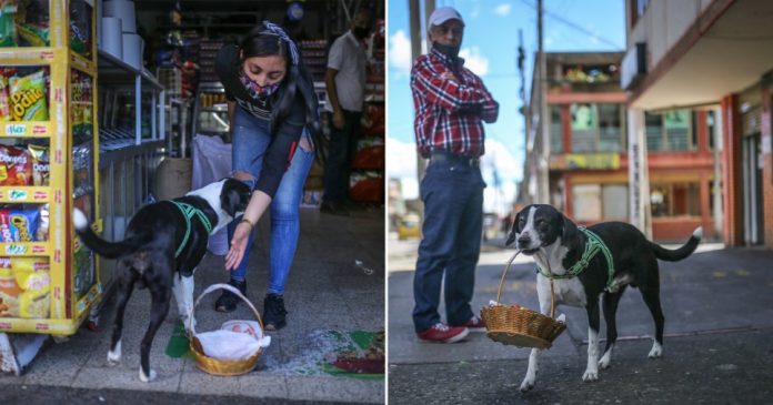 Dog Niño has been picking up food shopping for his owner José Ever Henao, in Bogota, Colombia, during the pandemic.