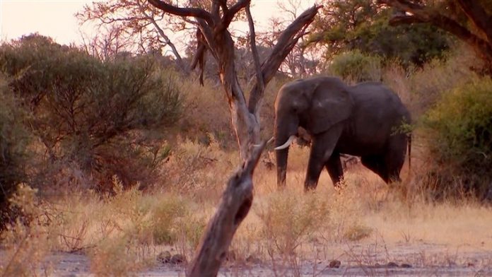 It's not poachers killing elephants in Botswana. That worries conservationists.