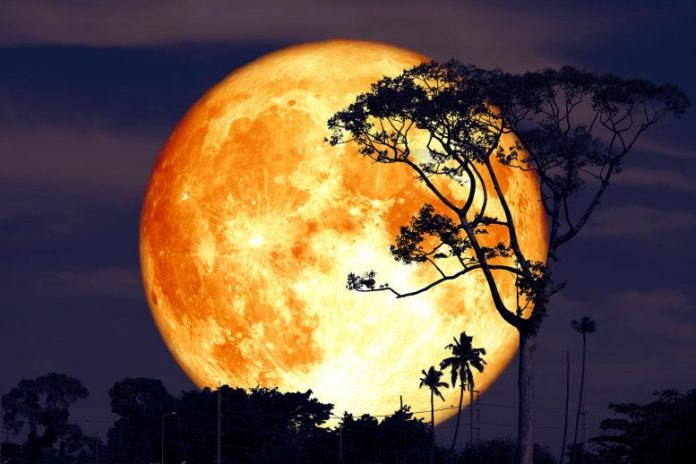 Buck Moon Tree Silhouette