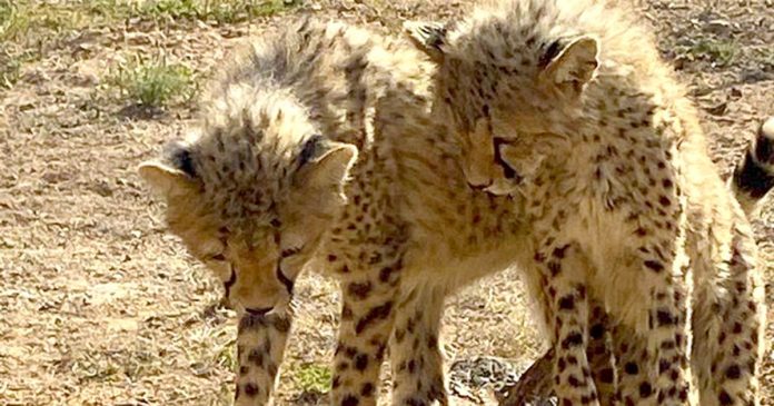 Demand for cheetahs as pets is leading to their extinction