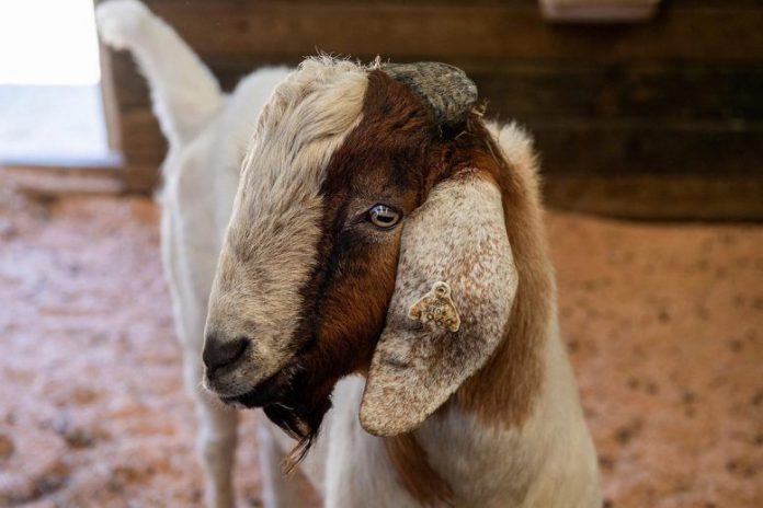 Surrogate Sire Goat