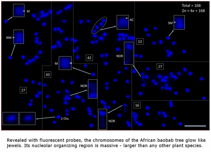 African Baobab Tree's Root Tip Chromosome Spread