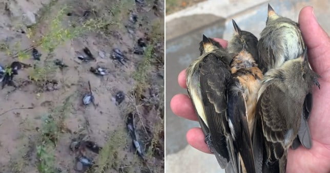 Birds have fallen out of the sky dead in New Mexico