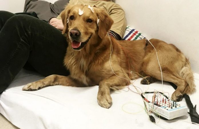 Dog With EEG