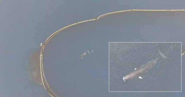 The whale shown trapped in fishing nets near Japan