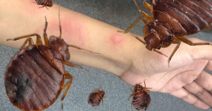 Airbnb's biting issue: Bedbugs - Video