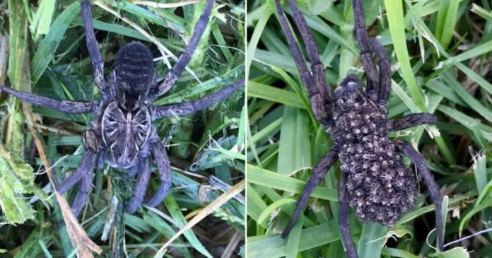 A wolf spider with hundreds of its babies on its back. A woman was mowing her lawn in Cobargo in New South Wales, Australia, when she notcied a wolf spider with hundreds of babies on its back. 