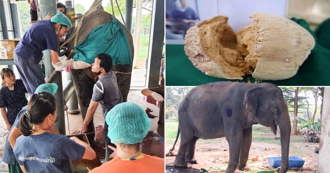 Vets in Thailand have removed the world's largest-ever gallstone from an elephant