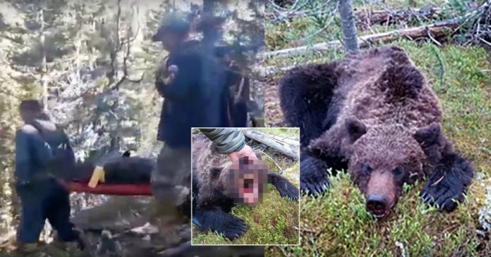 A bear who half-ate and killed a 16-year-old boy at Russia's Ergaki National Park, in the Sayan Mountains.
