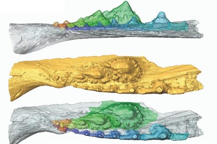 Virtual Model of the Ischnacanthid Acanthodian Jaw