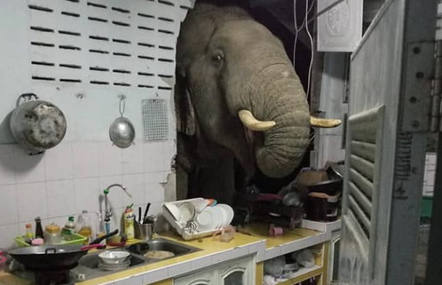 Hua Hin, southern Thailand, June 20, 2021 (photographs, video still)??????NEWS COPY - WITH VIDEO AND PICTURES??????This is the terrifying moment a family found a hungry wild elephant with its head poking through their kitchen wall stealing a bag of rice. The bull named Plai Bunchuay sniffed out the food and smashed through the concrete structure in Hua Hin, southern Thailand, on Sunday morning at 2 am. Shocked resident Rachadawan Phungprasopporn and her husband were woken up by the noise and rushed to the kitchen to see what had happened. They were astonished to see the jumbo with its huge ivory tusks rummaging through the cupboard with its long trunk. It even grabbed a plastic bag of rice which it shoved into its mouth. Rachadawan said her husband helped to shoo away the beast, which disappeared into nearby woodland. She said: 'This elephant is well known in the area because he causes a lot of mischief. He came to the house about two months ago and was looking around, but he didn't damage anything then. 'We spoke to the local wildlife officers and they told us not to keep food out in the kitchen because the smell attracts the elephants, so we followed their advice. 'The wall will cost about 50,000 Baht to repair. It was funny to see the elephant like that but also I'm worried he could come back again.' Thailand has an estimated 2,000 Asian elephants living in the wild but there is often conflict when they come into contact with humans on roads and in villages. Staff from the country's National Park - the sprawling area of protected woodland where wild elephants live - believe the animals have changed their behaviour in response to the food available from humans. Conservation officer Supanya Chengsutha said: 'The most likely explanation for this situation is that the elephant smelled the food and wanted to eat it. It's not because the elephant was particularly hungry, as the food in the jungle has stayed the same. There is plenty and that hasn???t chang