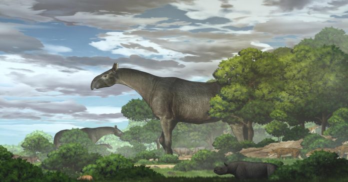 New fossils of giant rhinos — the largest land mammals ever — are found in China