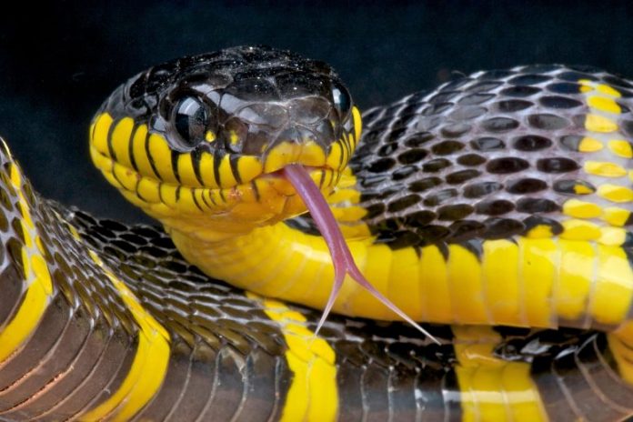 Mangrove Snake Tongue Out