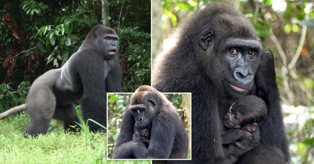 A young gorilla family