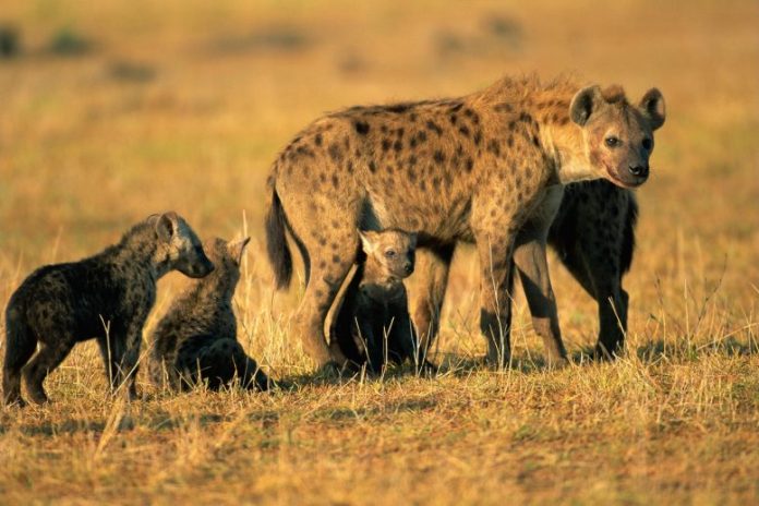 Spotted Hyena and Pups