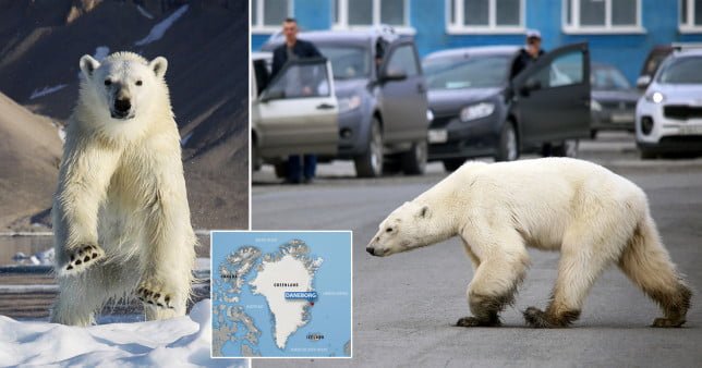 Polar bear on melting snow, a map showing where the documentary maker was bitten - in Daneborg, Greenland - and a polar bear on the road in a human town. A heatwave in Greenland has pushed a polar bear closer to humans, in search of food, and now permission has been granted to shoot it dead.