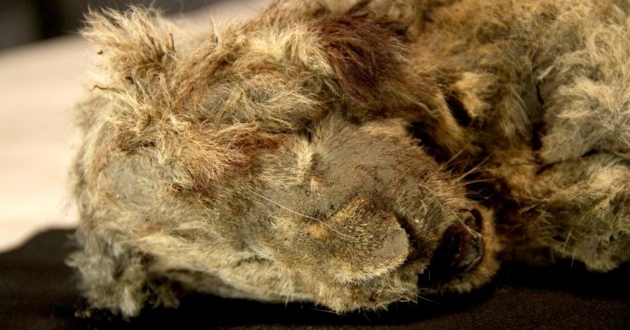 Scientists unveil extinct Ice Age lion cubs pulled from Russian permafrost