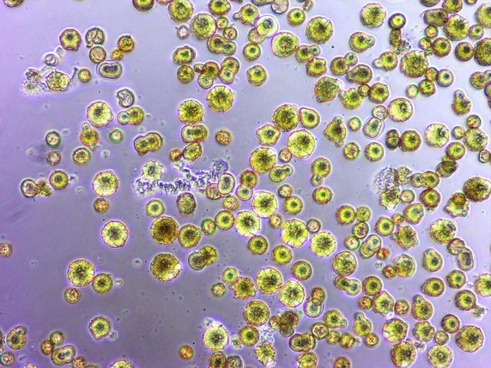 Pollen With Acinetobacter