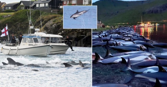 Faroe Islands announces hunting review after massacre of 1,428 dolphins in a day