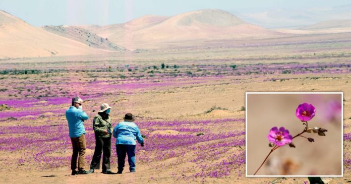 Driest desert on Earth turns purple as world's toughest flowers bloom