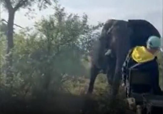 Moment 13ft elephant charges safari truck leaving tourists fleeing in fear