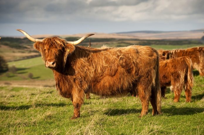 Highland cattle out on hillside.