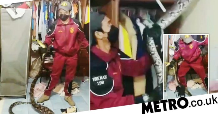 Thailand: Huge python crashes through ceiling after eating pet cat