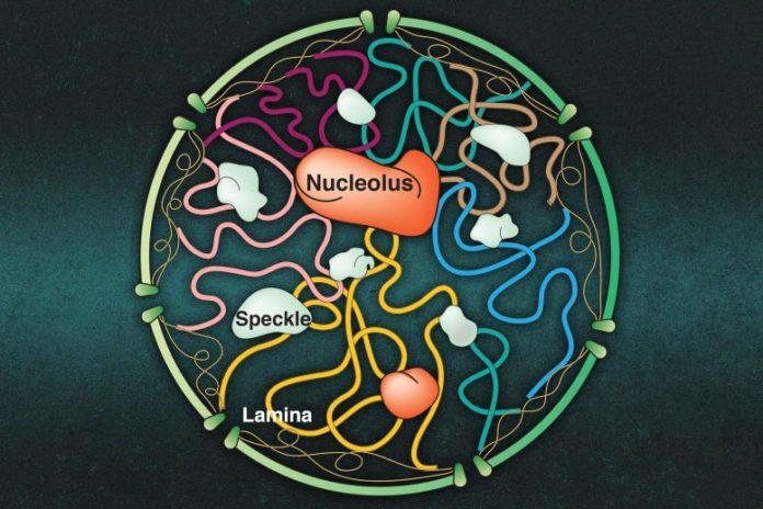 Nucleoli Structure