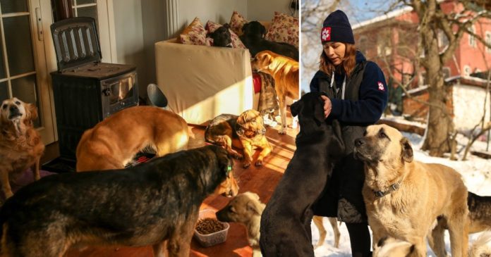 Man lets 60 stray dogs into his home to escape Istanbul snow