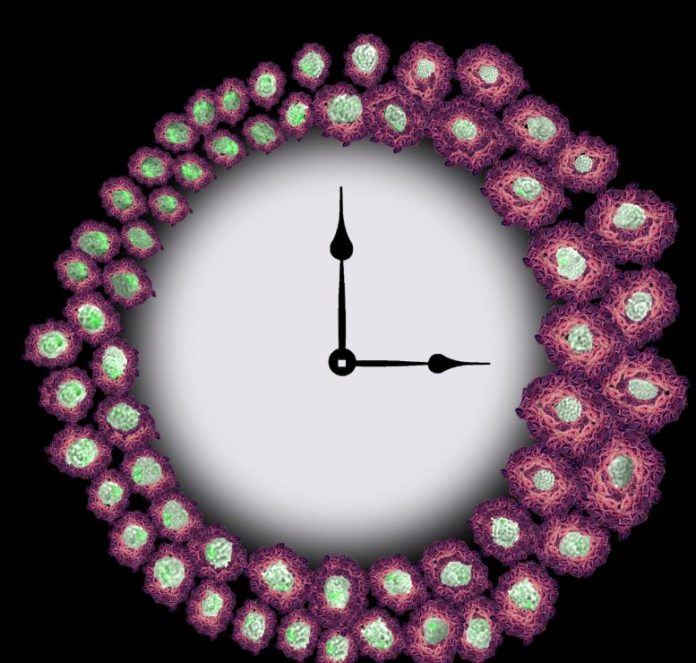 Macrophage Clock