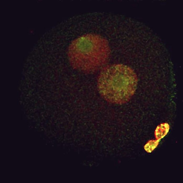 Mouse One-Cell Embryo Showing Two Pronuclei