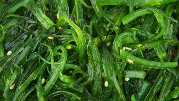Seaweed could be a vital ingredient in the fight against climate change