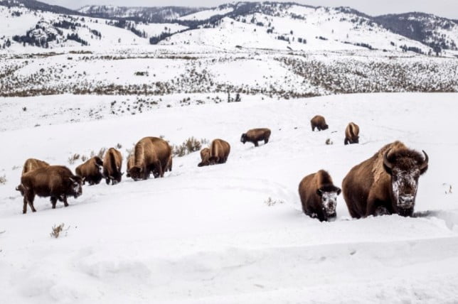 Bison attack Yellowstone: Woman gored and thrown 3 metres in the air