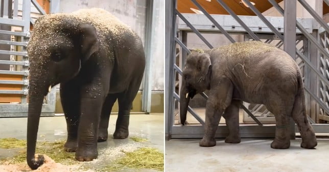 Young elephant dies after contracting herpes