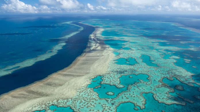 Great Barrier Reef areas show highest coral cover seen in 36 years