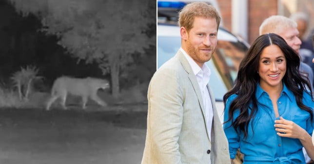 Harry and Meghan and mountain lion.