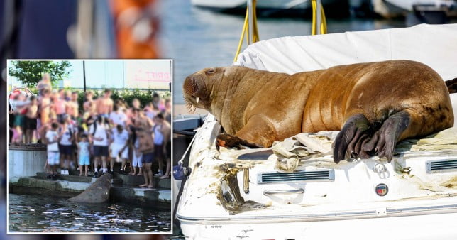 Norway puts down Walrus after people ignored requests not to go near her