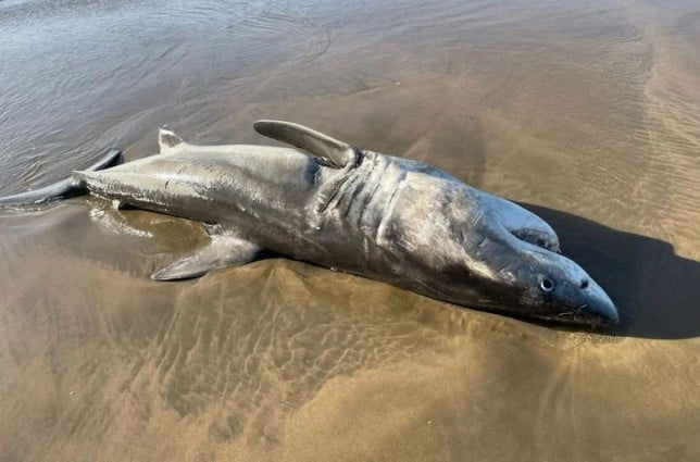 A 9-foot long Great White Shark washed up dead at Mossel Bay beach, South Africa, after being attacked and having its liver ripped out by Killer Whales.
