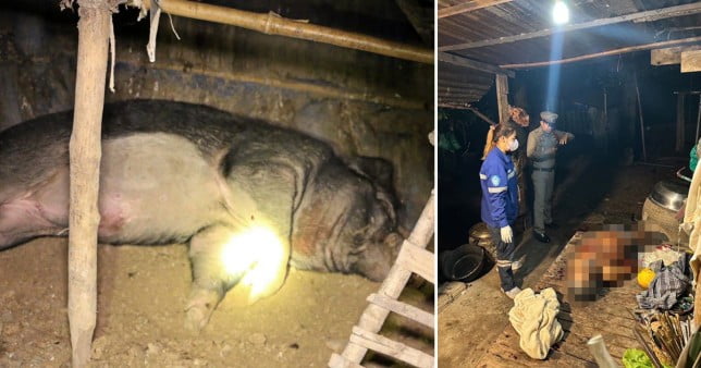 Man, 68, gored to death by boar he raised ever since it was a wee baby ViralPress