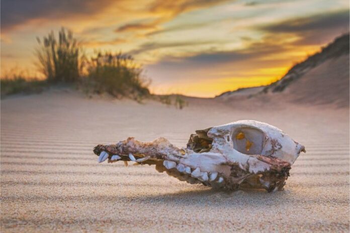 Extinction Concept Animal Skull