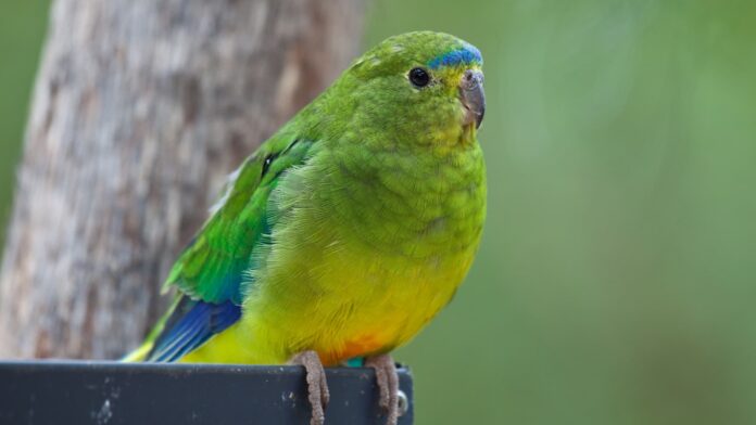 Wind farm will need to shut down five months a year to protect parrots