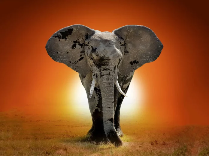 Majestic Elephant Sunset