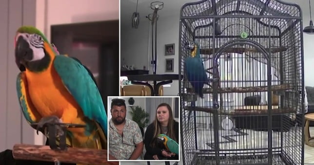 Versace was a squawking hero when he scared away burglars (Picture: 9 News)