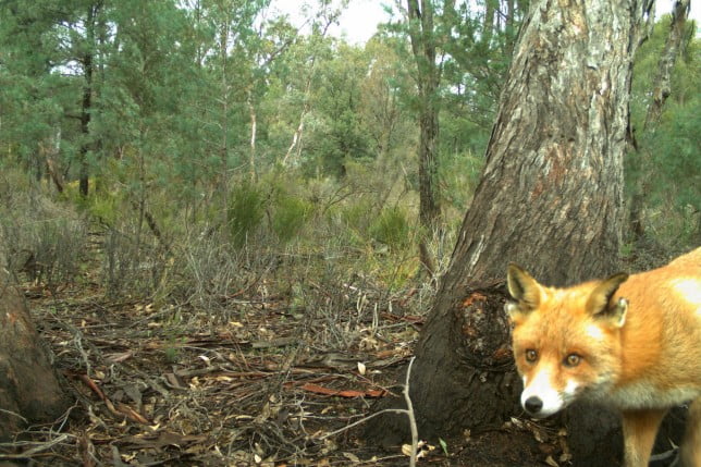 A supplied image obtained on Monday, March 13, 2023, of Rambo the red fox in Pilliga State Conservation Area, New South Wales. For four and a half years, a lone fox named Rambo outwitted veteran trackers in one of the most dogged pursuits in Australian history. But Mother Nature appears to have succeeded where they failed, with floods apparently taking out the crafty predator, leaving a nature refuge truly predator free. (AAP Image/Supplied by Australian Wildlife Conservancy) NO ARCHIVING, EDITORIAL USE ONLY