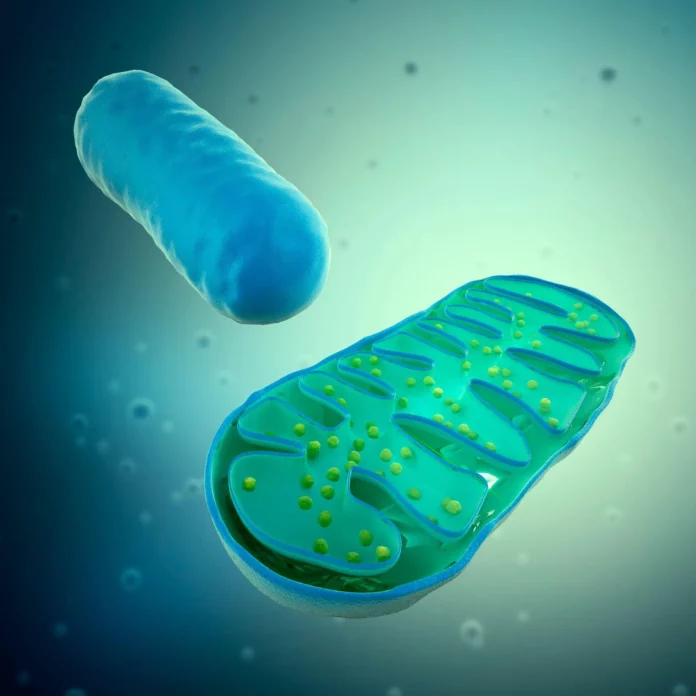 Mitochondria Cell