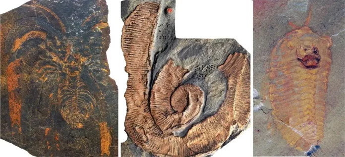 Fezouata Shale Fossils